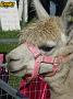 Ghinni-alpacas 027